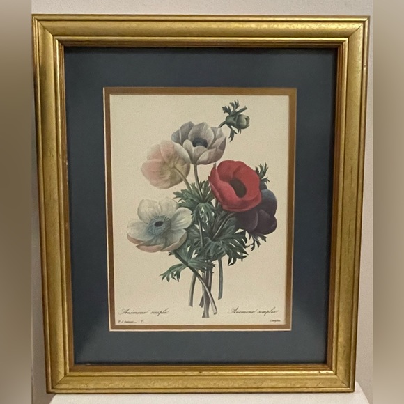 Professionally Framed Vintage Print "Anemone Simplex "by P.J. Redoute 16X13 1/2 - Picture 1 of 5